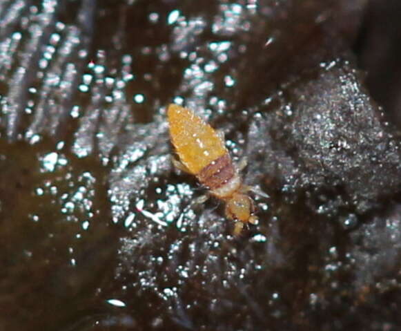 Image of Springtail