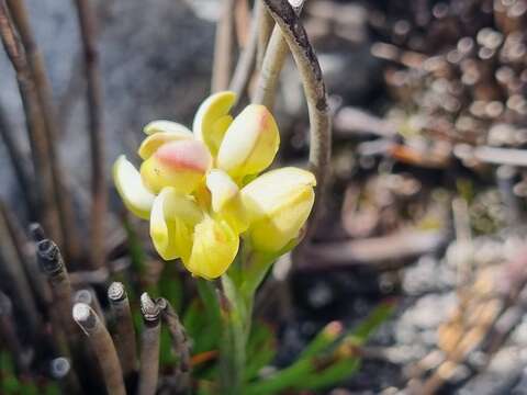 Image of Disa oligantha Rchb. fil.