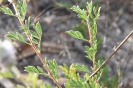 Plancia ëd Dalea villosa var. grisea (Torr. & A. Gray) Barneby