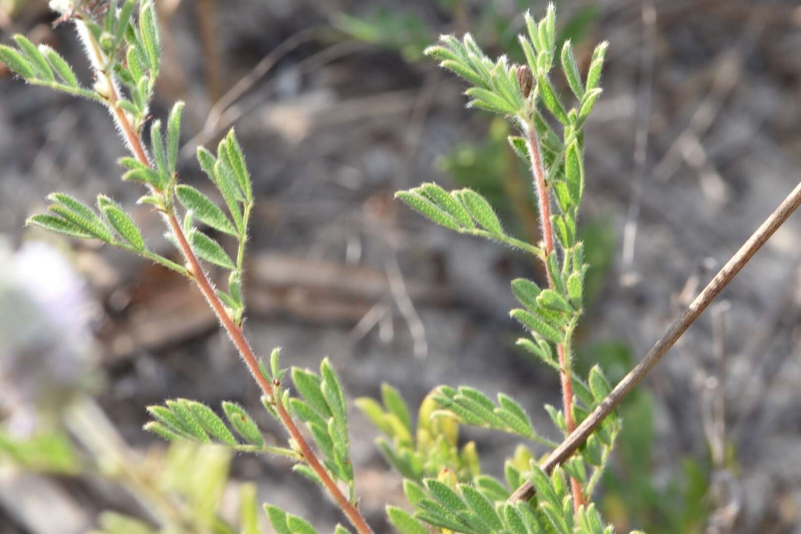 Image of silky prairie clover