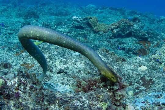 Image of Olive Sea Snakes