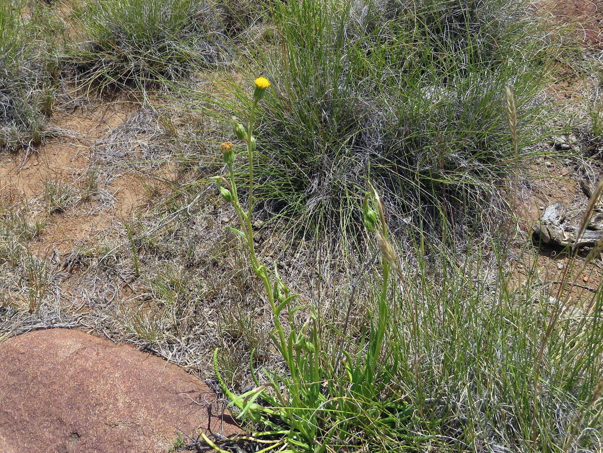 Plancia ëd Senecio asperulus DC.