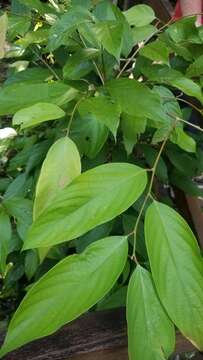 Sivun Cleistanthus oblongifolius (Roxb.) Müll. Arg. kuva