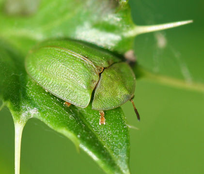 Image of thistle tortoise beetle