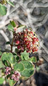 صورة Euphorbia tomentulosa S. Watson