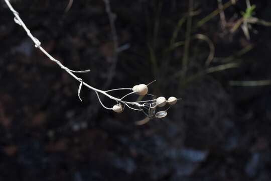 Physaria mendocina (Phil.) O'Kane & Al-Shehbaz resmi