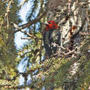 Image of Northern Red-breasted Sapsucker