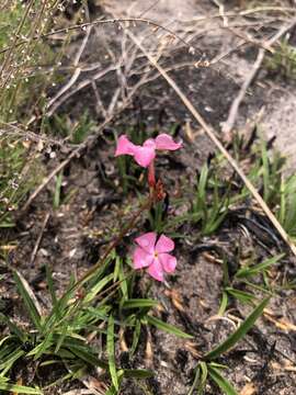 Image of Mandevilla tenuifolia (Mikan) R. E. Woodson