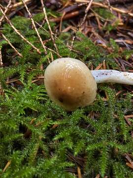 Hygrophorus bakerensis A. H. Sm. & Hesler 1942 resmi