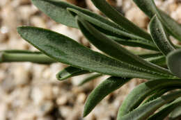 Image of Howell's pioneer rockcress