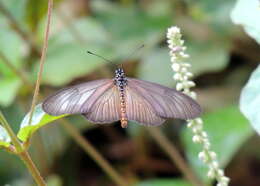 Image of Acraea lycoa Godart 1819