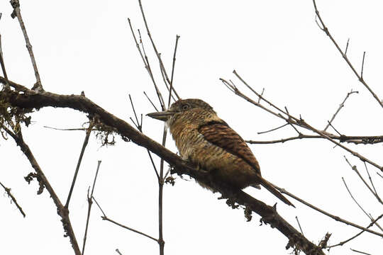 Image of Barred Puffbird