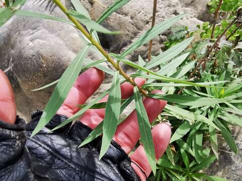 Plancia ëd Solidago pringlei Fern.