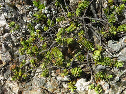 Image of Veronica pinguifolia Hook. fil.