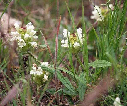 Image of cutleaf selfheal