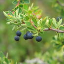 Flowers Berberis Stock Photos Flowers Berberis Stock Images Alamy