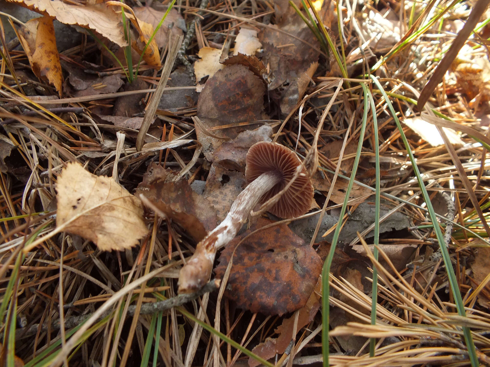 Слика од Cortinarius tortuosus (Fr.) Fr. 1838