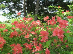 Image of Rhododendron kaempferi Planch.