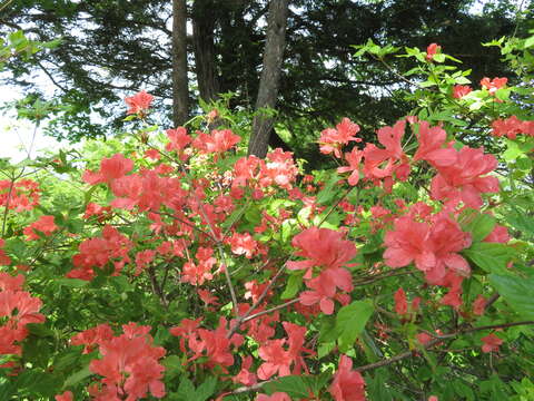 Image of Rhododendron kaempferi Planch.