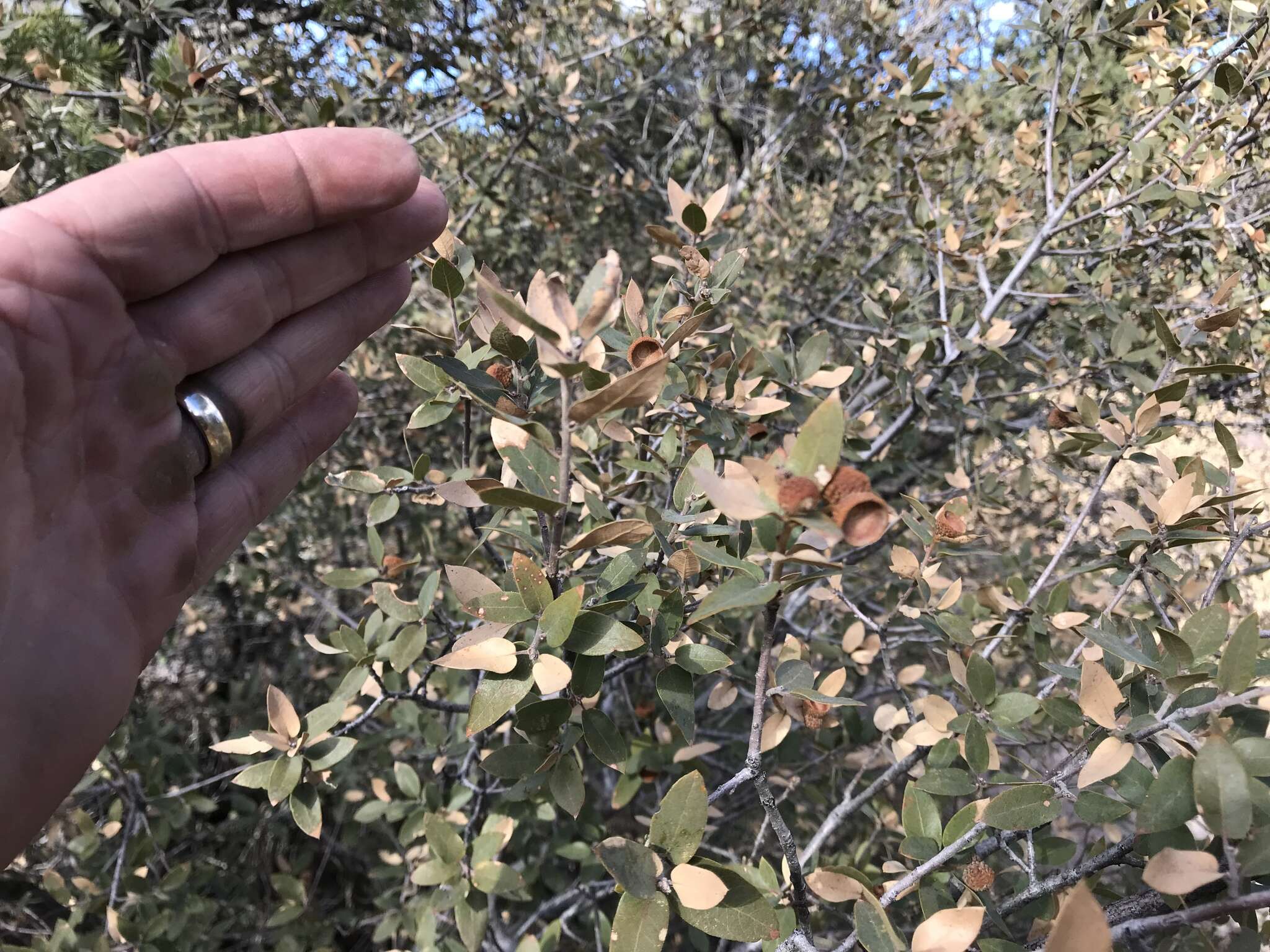 Image of gray oak