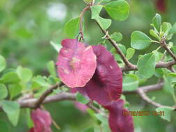 Image of Purple-pod cluster-leaf