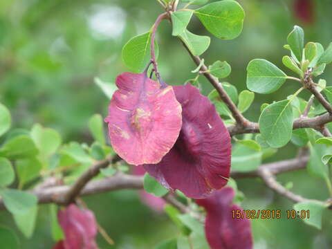 Imagem de Terminalia prunioides M. Laws.