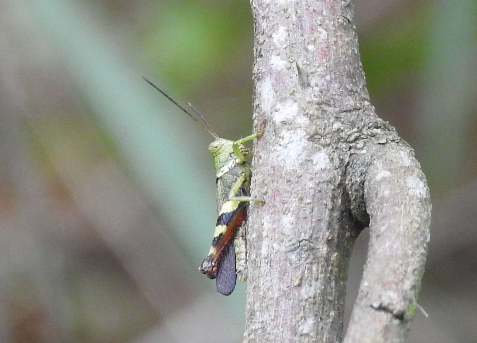 Apalacris varicornis Walker & F. 1870的圖片