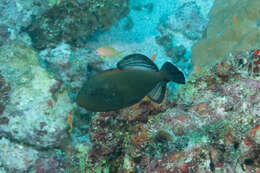 Image of Indian triggerfish