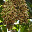 Imagem de Acer negundo var. mexicanum (DC.) Kuntze