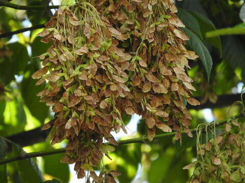 Imagem de Acer negundo var. mexicanum (DC.) Kuntze