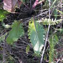 Imagem de Jacobaea vulgaris subsp. pannonica Hodálová & Mered'a