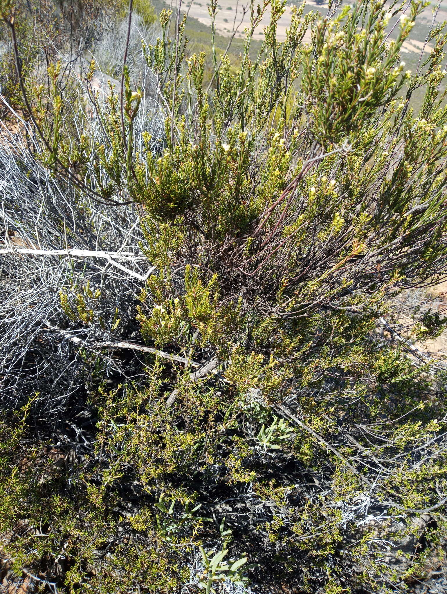 Image of Diosma acmaeophylla Eckl. & Zeyh.