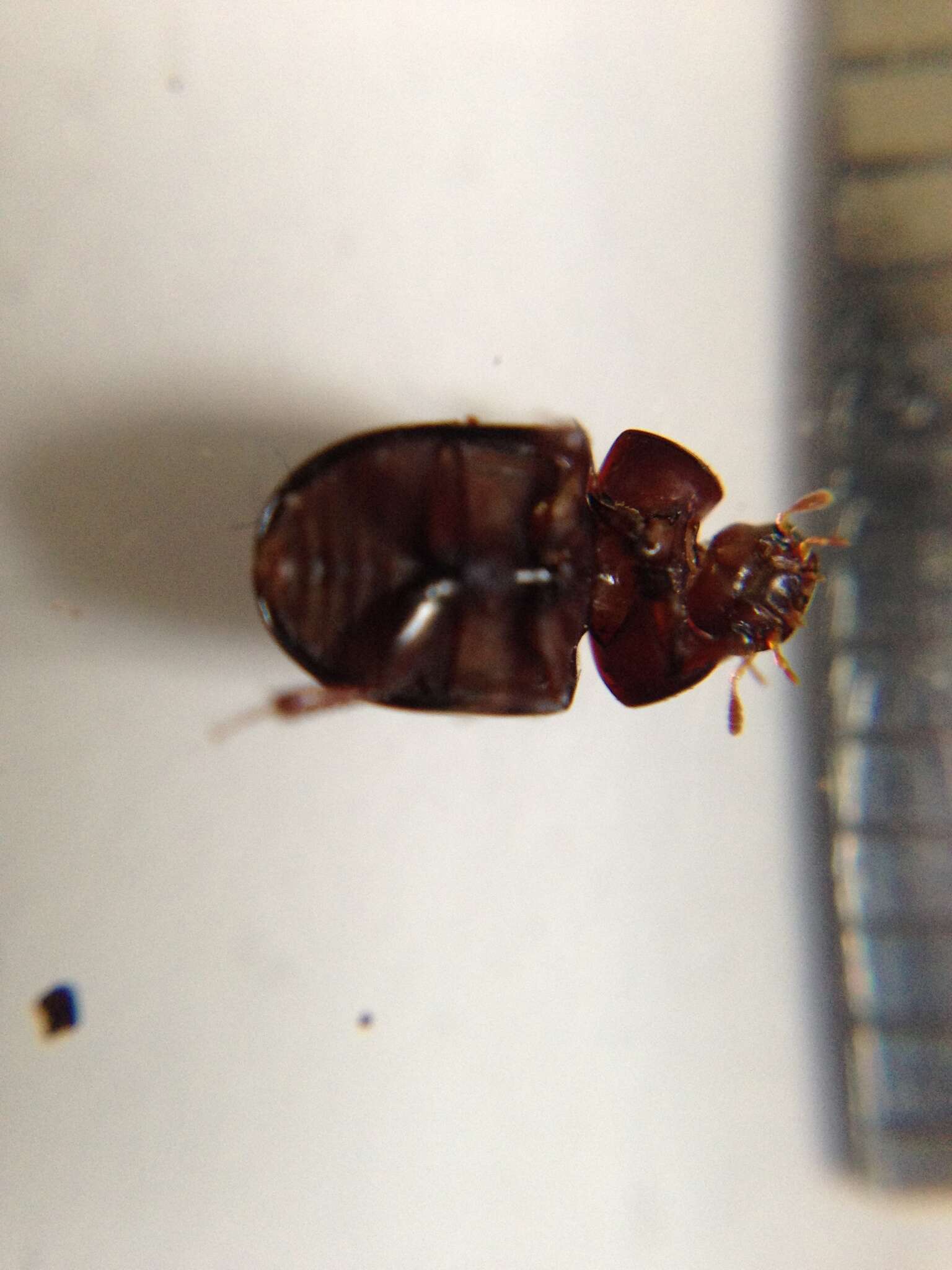 Image of Water scavenger beetle