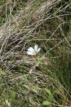 Image of Cerastium purpurascens Adams