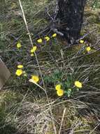 Image of Potentilla nivea var. elongata Wolf