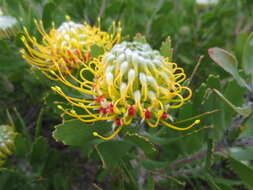 Image of Leucospermum praecox Rourke