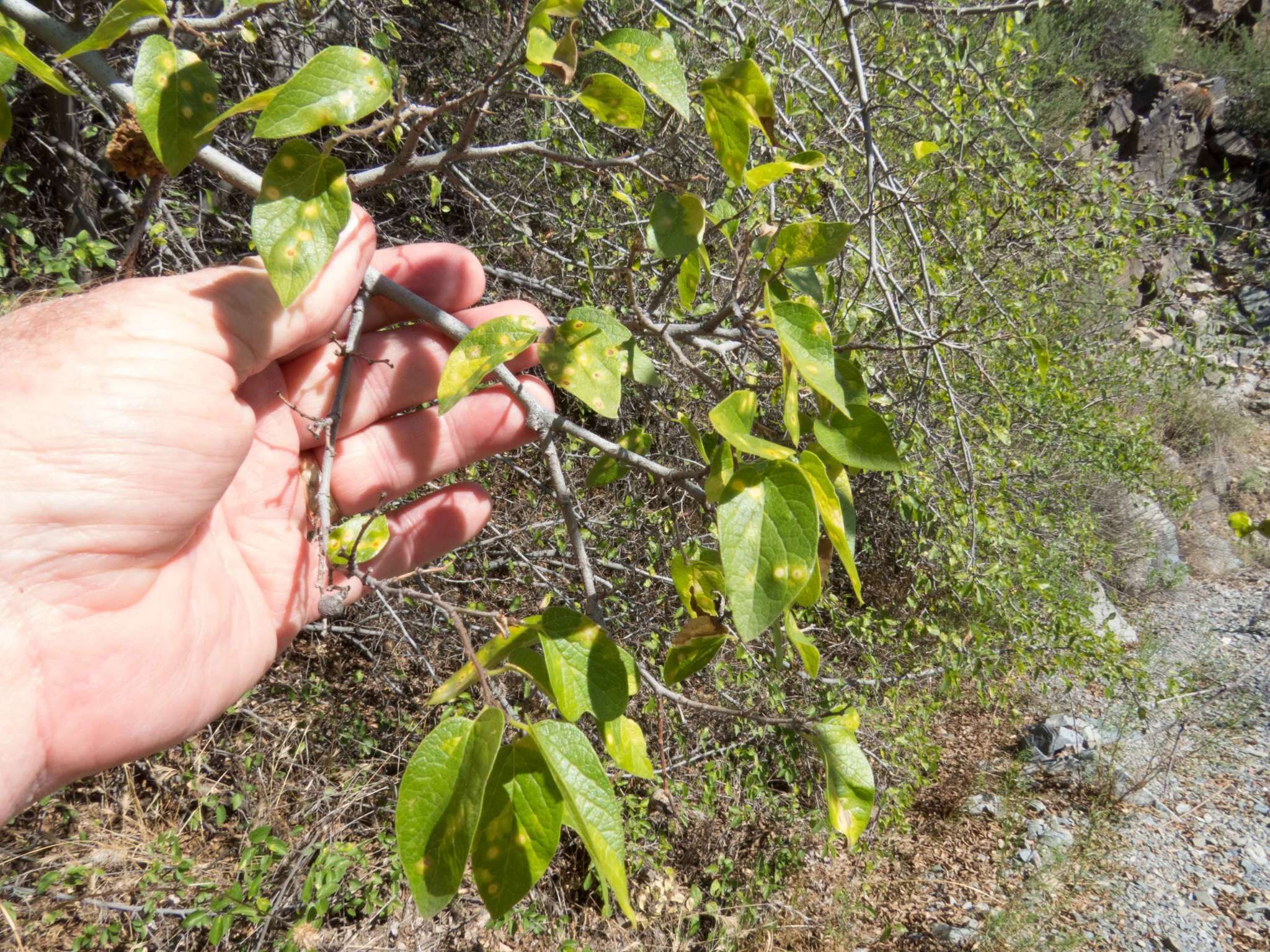 Celtis reticulata Boorsma 1907的圖片