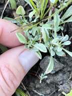 Image of Erect Pygmy-Cudweed