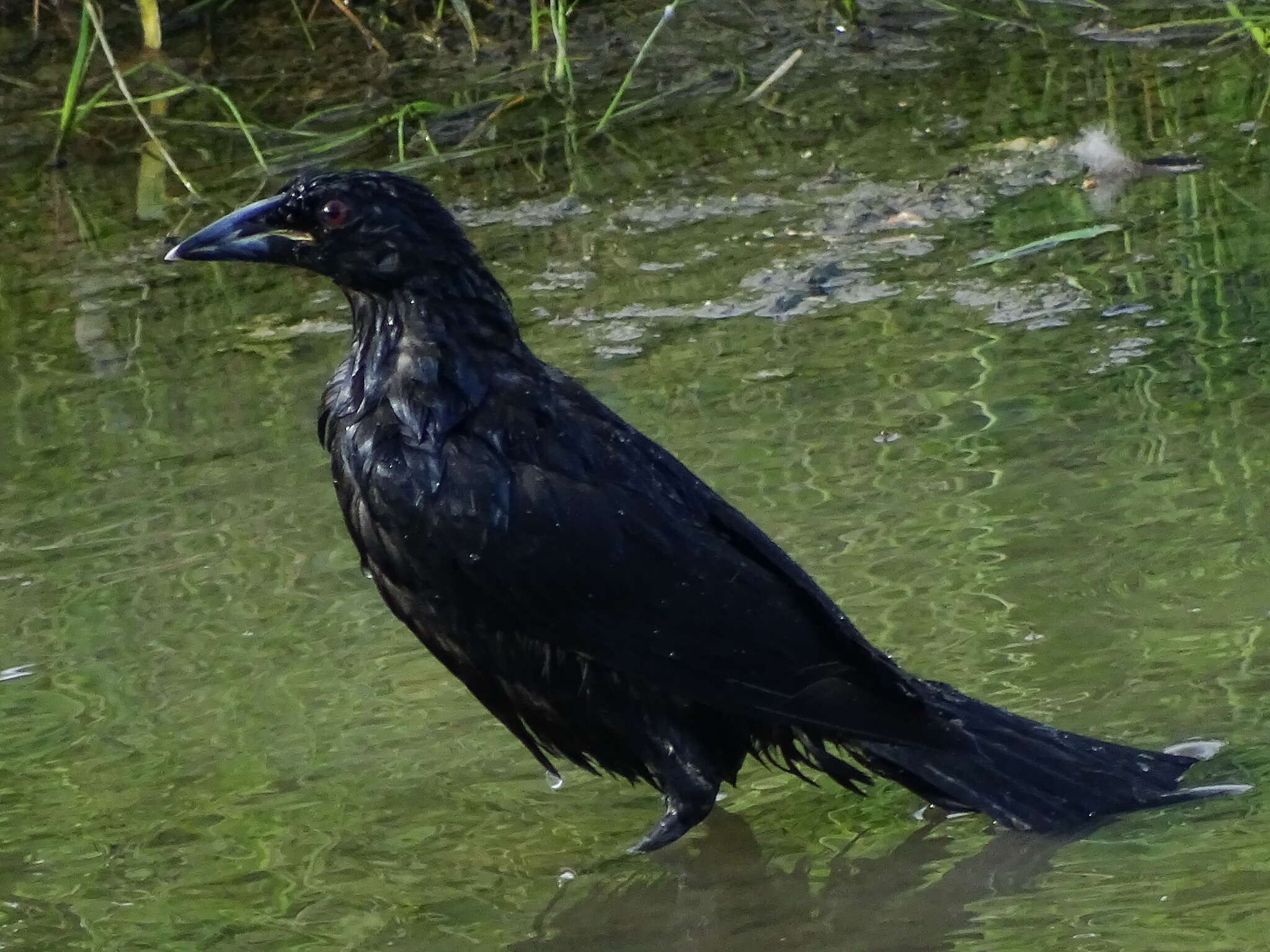 Image of Giant Cowbird