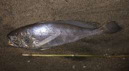 Image of Larimichthys