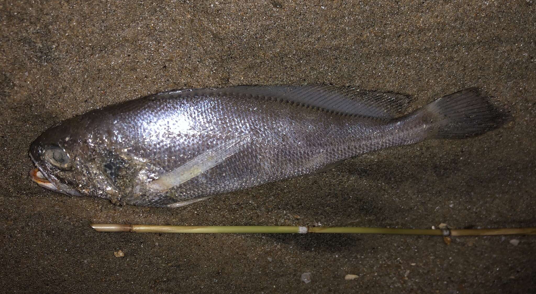 Image of Larimichthys