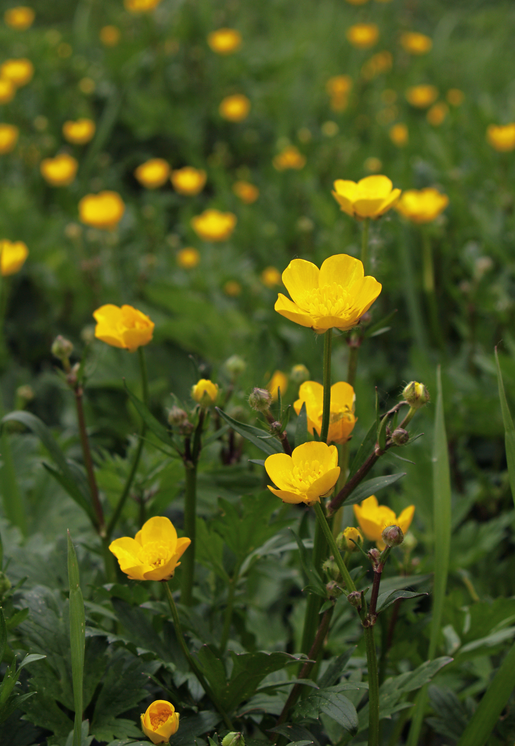 Ranunculus repens (rights holder: Jrg Hempel)