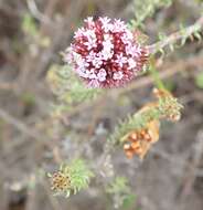 Image of Stoebe capitata Berg.