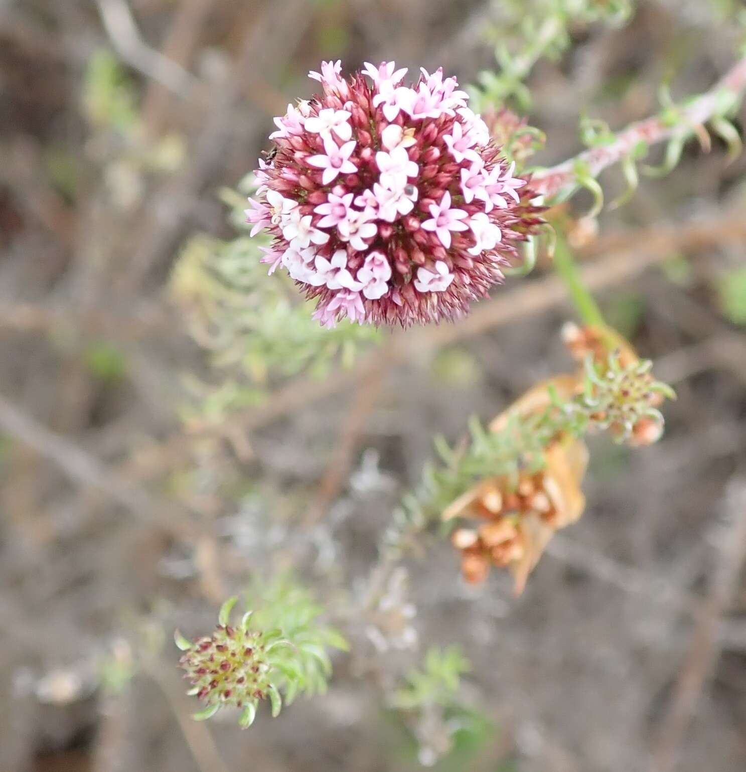 Image of Stoebe capitata Berg.