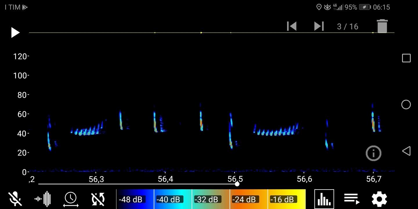 Image of Nathusius' Pipistrelle