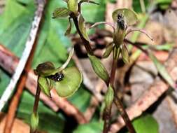 Imagem de Chiloglottis trapeziformis Fitzg.