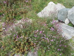 Image of Epilobium fleischeri Hochst.