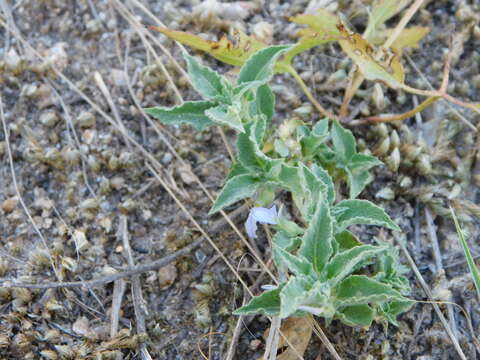 Image of Pombalia serrata (Phil.) Paula-Souza