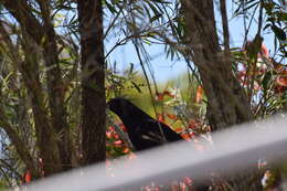 Image of Black-billed Koel