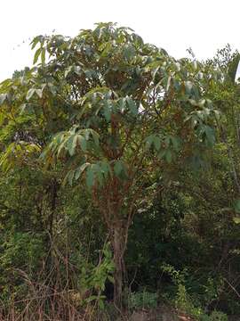 Image of Vitex waterlotii Danguy